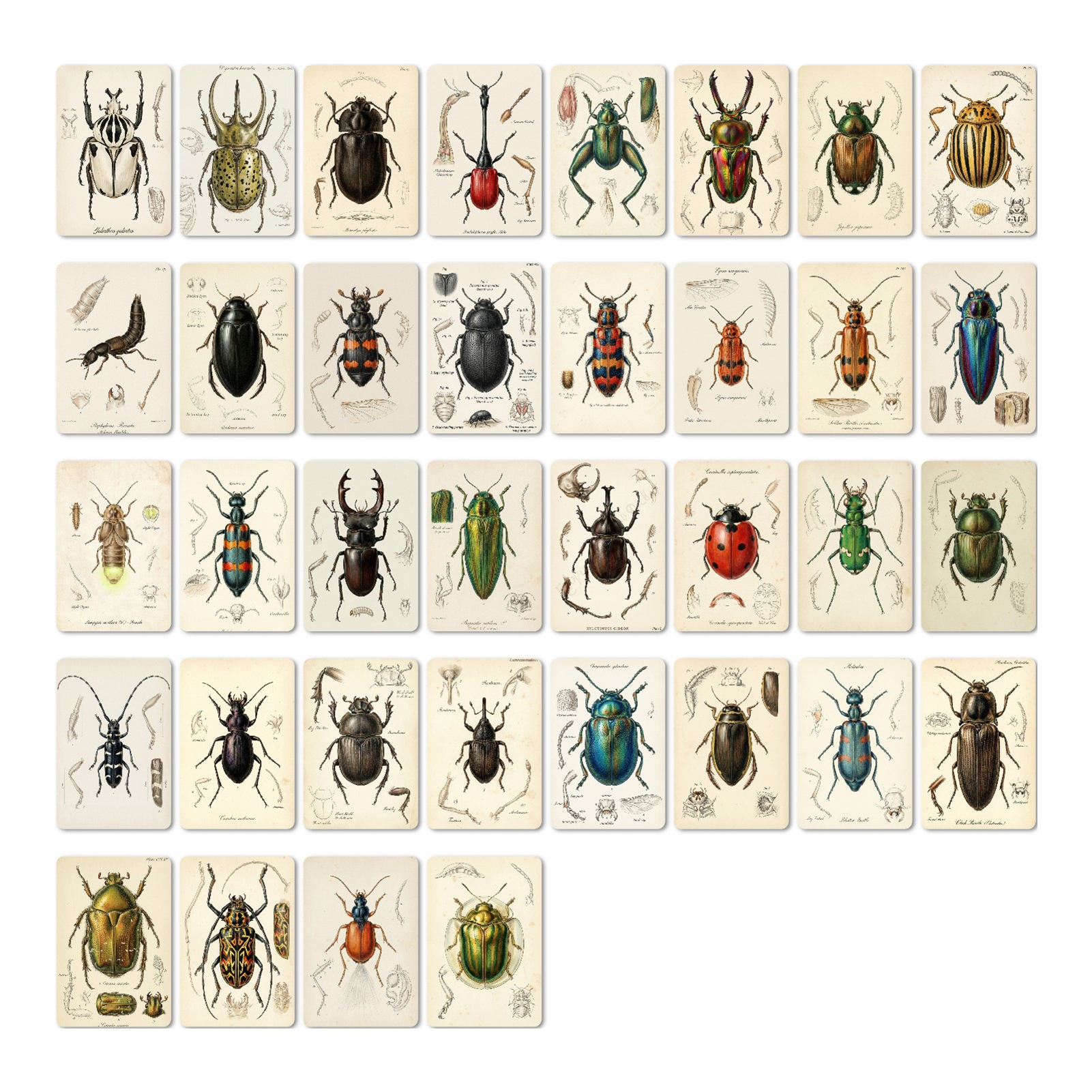 Postcard Set Retro Classic Bee - Collectible Vintage Greeting Cards reseña y precio